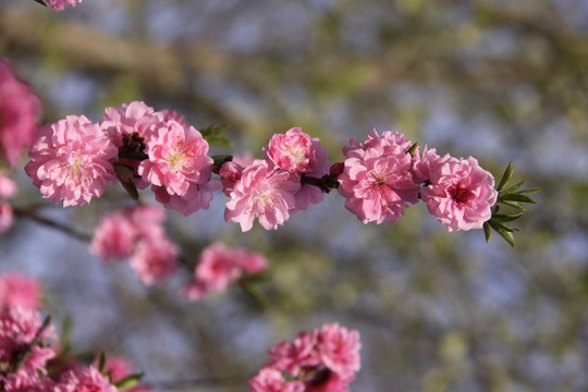 桃花