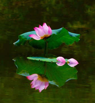 荷花