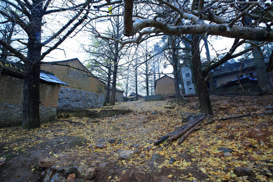 树林里的小山村