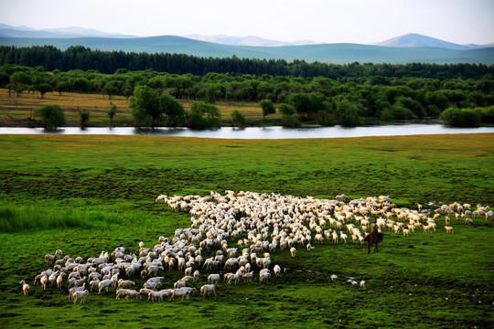 夏季大兴安岭湿地羊群