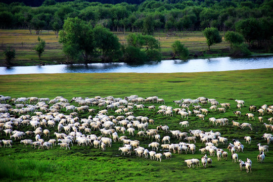 夏季大兴安岭湿地牧场羊群