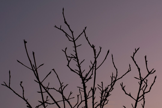 黎明时的树枝