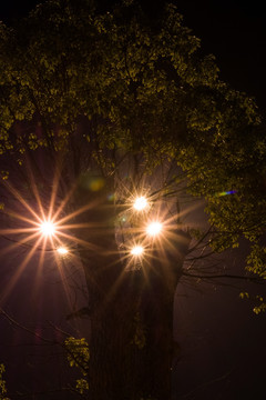 灯光下的大树
