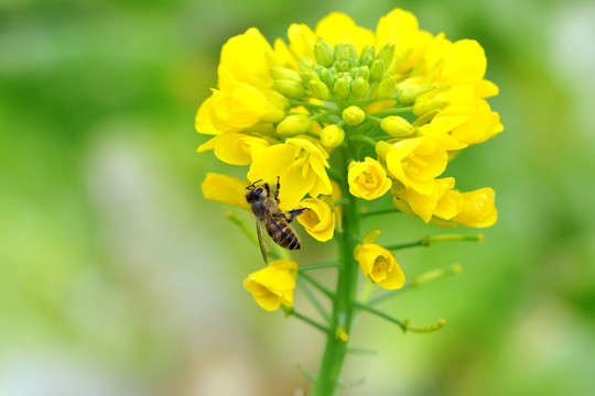 蜜蜂采花 油菜花