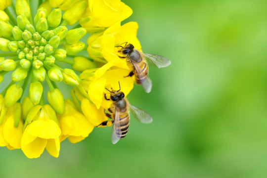蜜蜂采花 油菜花