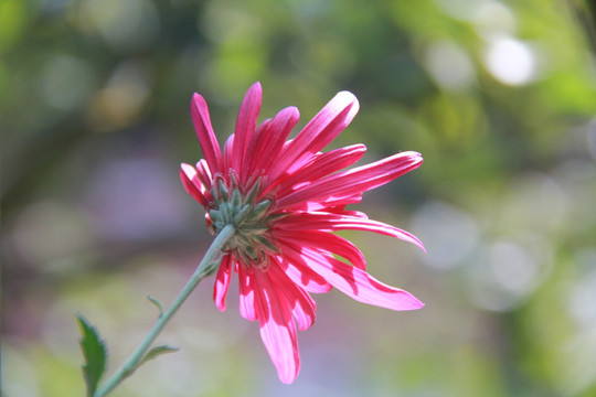 红菊花摄影图
