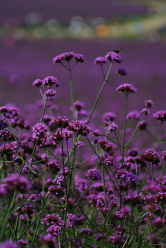 薰衣草 紫色花丛
