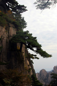 黄山松树