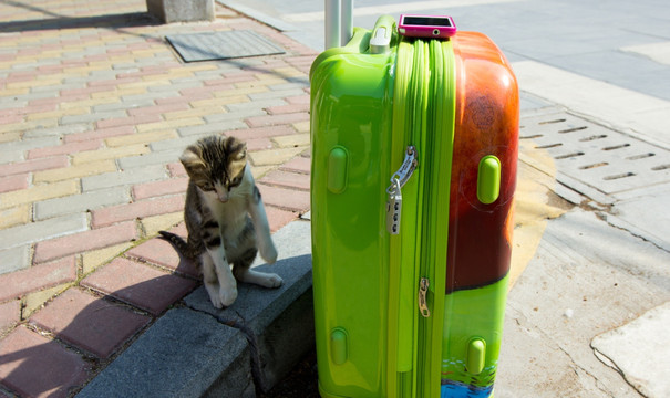 旅行猫