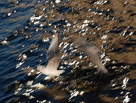 海鸥油画