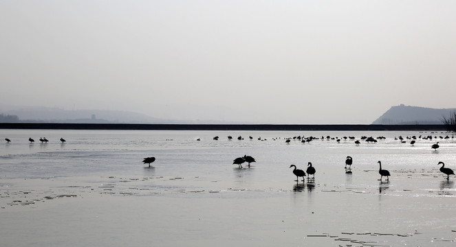 天鹅湖