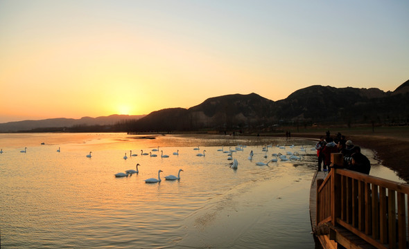 夕照天鹅湖