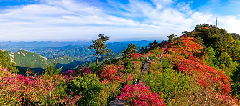 麻城杜鹃全景