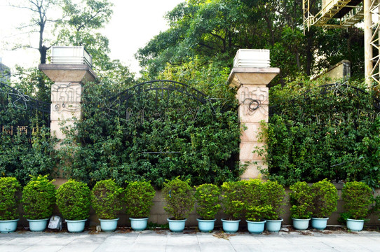 植物铁花篱笆墙