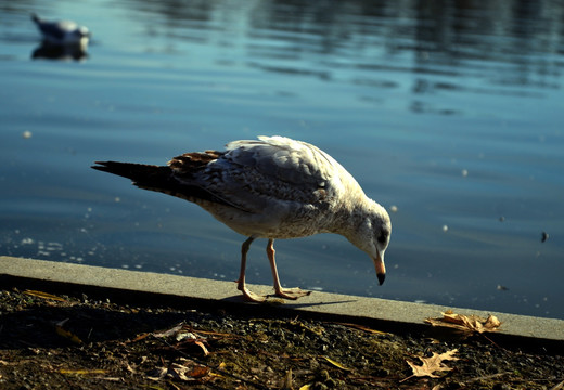 湖边觅食的鸽子