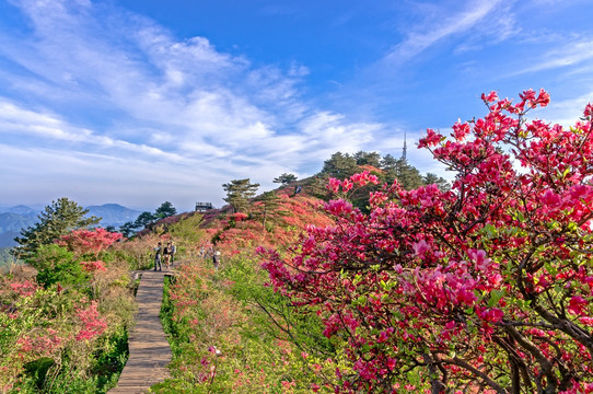 麻城杜鹃