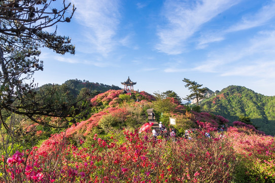 麻城杜鹃