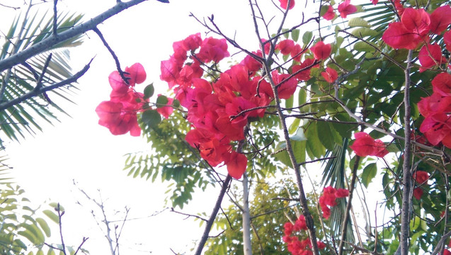 福建山樱花
