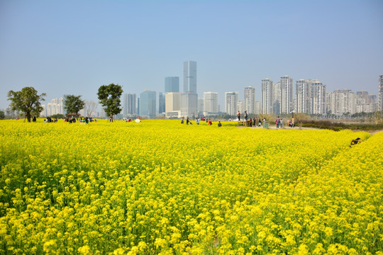 油菜花