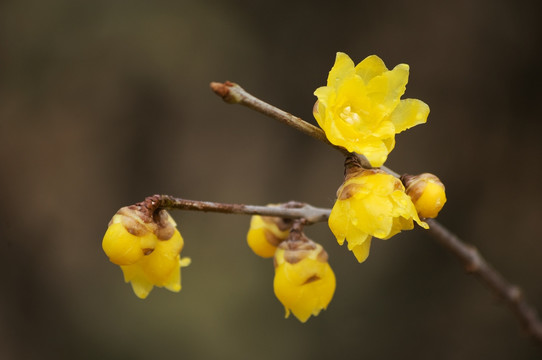 腊梅花