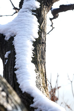 枝上残雪