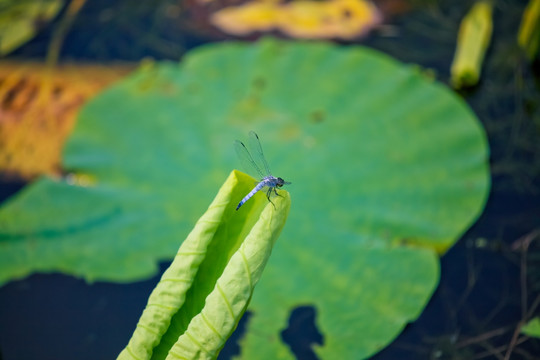 蜻蜓