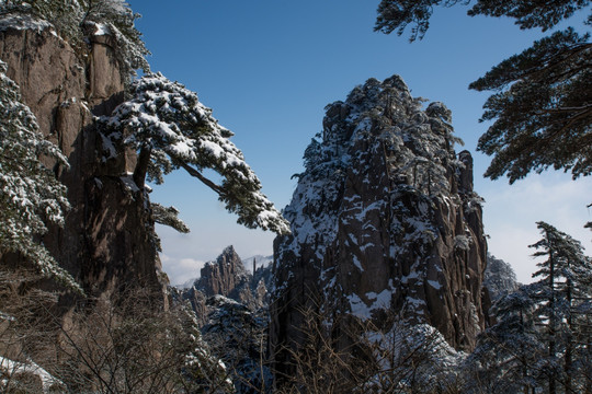 黄山探海松