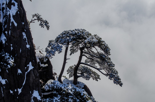 黄山雪松