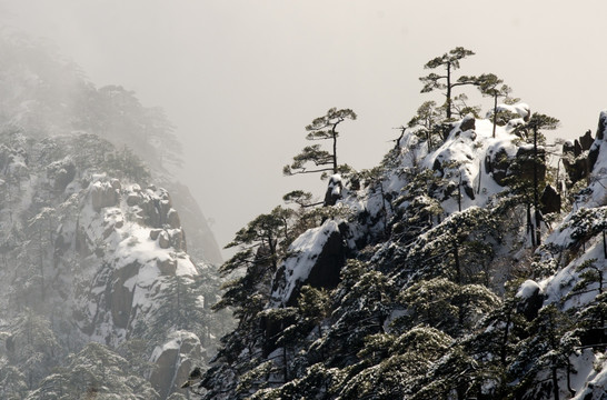 黄山雪松