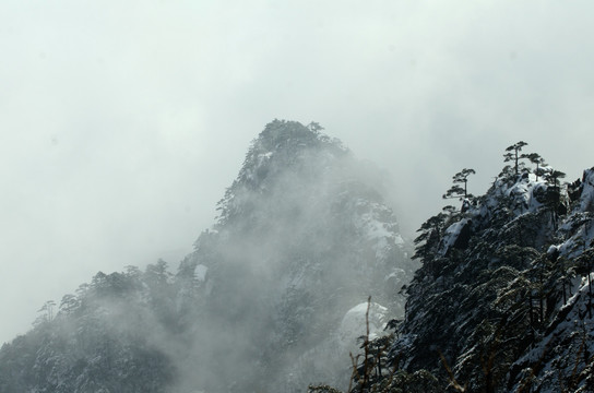 黄山松