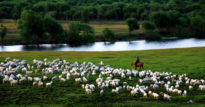 湿地骑马放牧着羊群