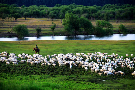 夏季湿地放牧的羊群