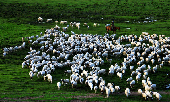 湿地骑马放牧着羊群