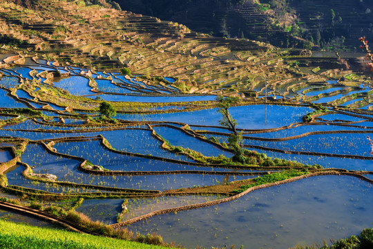 红河甲寅梯田