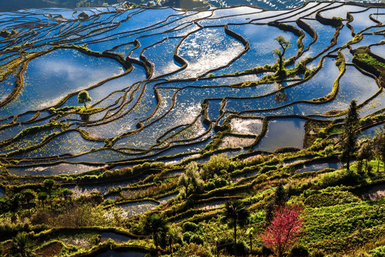 红河甲寅梯田