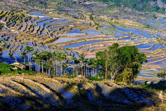 红河撒马坝梯田