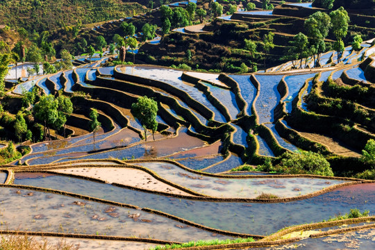 红河杨柳梯田