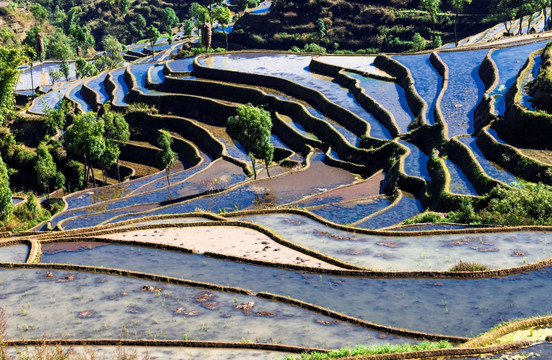 红河杨柳梯田