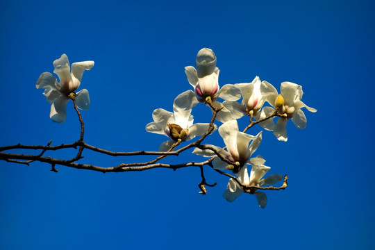 玉兰花枝