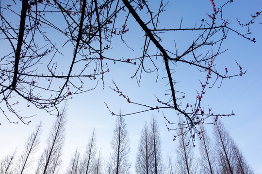 梅花和杉树