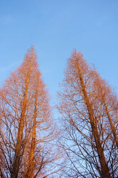 两棵杉树