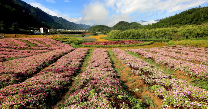 乡村花海风光