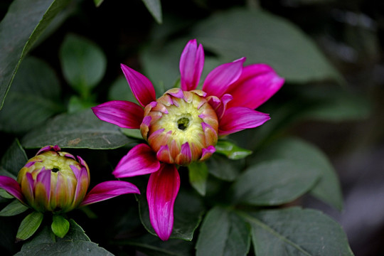 菊花