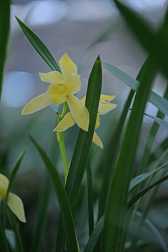 兰花