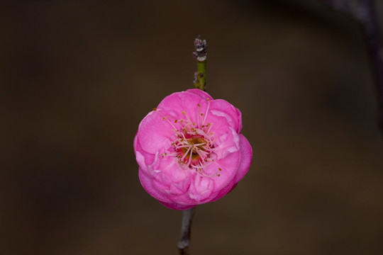 红梅花