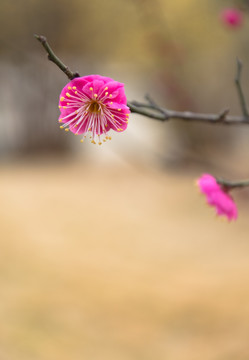 梅花