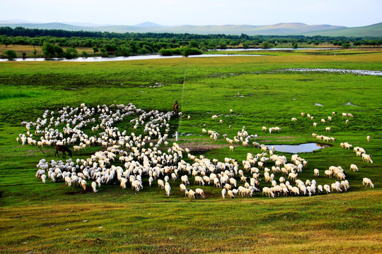 呼伦贝尔湿地牧羊