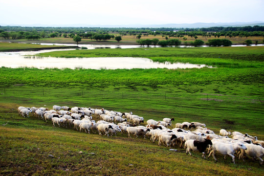 湿地牧场中的羊群