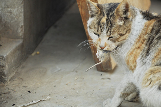 猫抓老鼠