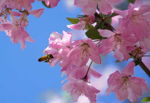 蜜蜂 海棠花